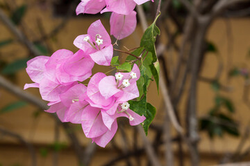 Wall Mural - Pink bougainvillea flower on blurred background