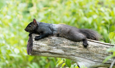 Wall Mural - Black squirrel (melanistic eastern gray squirrel) stretched out on a log with a green leafy background, taken in Canada
