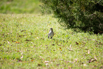 northern mockingbird on a lawn