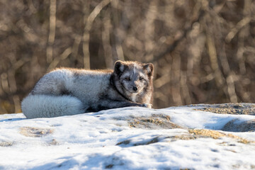 Wall Mural - Arctic fox (Vulpes lagopus) with a greyish coat laying on a snow covered rock in the sunshine with its fluffy tail wrapped around itself