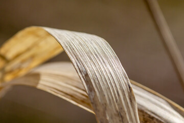 Close up picture of a dry brown leaf