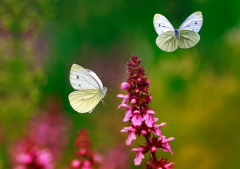 Wall Mural - two white painted butterflies fly over purple flowers in a summer sunny meadow