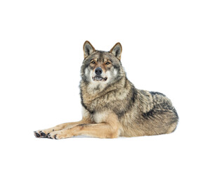  Gray wolf lies on the snow isolated on white background