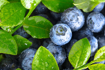 Freshly picked blueberries with water drops.