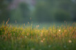 Field flower and grass on a green meadow in spring or summer evening in sunset, golden hour