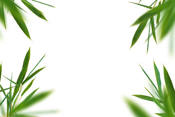  Bamboo green fresh leaves. Corner set on white background