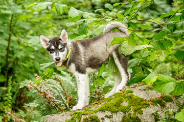 Wall Mural - Issaquah, Washington State, USA. Three month old Alaskan Malamute puppy standing on a rock in the park. 