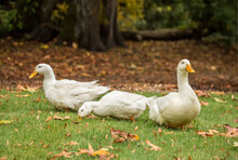 Issaquah, Washington State, USA. Three Free-ranging Domestic Pekin Ducks Strolling Through The Yard And Eating As They Go. 