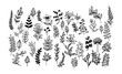 vector botanical doodles illustration elements. hand drawn drawing sketch. leaves leaf grass rowan