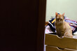 gato curioso sobre cajón de ropa. Orden de placard, organización de armarios, tareas del hogar, mascota