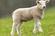 Close up of a lamb in Springtime. Cute, cheeky lamb, poking his tongue out and standing in green field, facing right, Yorkshire Dales, England. Close up. Horizontal. Space for copy.