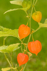 Sticker - Issaquah, Washington State, USA. Bladder cherry (Physalis alkekengi) is easily identifiable by the larger, bright orange to red papery covering over its small fruit in Autumn.