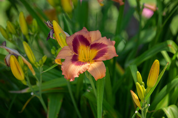 Peach Daylily