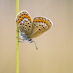 Sticker - Butterfly silver-studded blue on grass stem