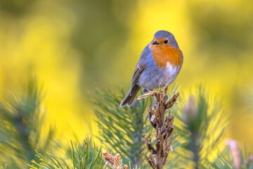 Wall Mural - Red Robin bird in ecological garden