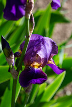 Bremerton, Washington State, Purple Bearded Iris Flowers