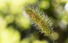Selective Focus Shot Of Foxtail Seeds Against A Blurry Green Background