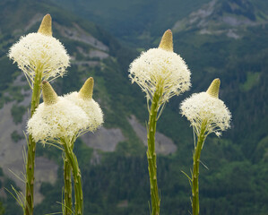 Poster - USA, Washington State. Mount Baker Snoqualmie National Forest, Beargrass