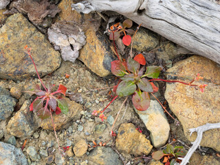 Sticker - USA, Washington State. Alpine Lakes Wilderness, Stuart Range, Wild Buckwheat