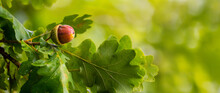 Banner. Oak Branch With Green Leaves And Acorns On A Blurred Background