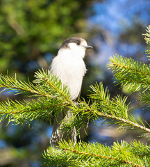 Sticker - USA, Washington State. Tiger Mountain, gray jay.