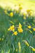 Daffodils in springtime, UK