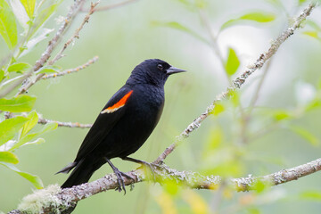 Poster - WA, Juanita Bay Wetland, Red-winged Blackbird, male (Agelaius phoeniceus)