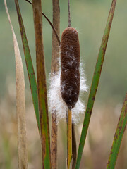 Wall Mural - WA, Juanita Bay Wetland, Cattail