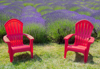 Canvas Print - WA, Olympic Peninsula, Adirondack Chairs and Lavender