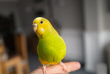 Portrait Of A Green And Yellow Budgerigar Parakeet Sitting On A Finger Lit By Window Light.