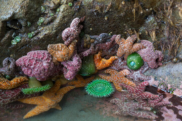 Wall Mural - WA, Olympic National Park, Second Beach, Ochre Sear Stars and Giant Green Anemones