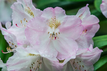 USA, Washington State, Seattle. Kubota Garden, Rhododendron Close-up.