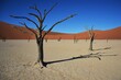 Abgestorbener Kameldornbaum (vachellia erioloba) im Dead Vlei (Namib-Naukluft Nationalpark in Namibia).