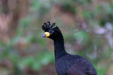 Wall Mural - The Bare-faced curassow (Crax fasciolata)