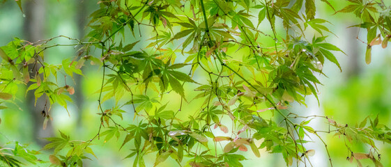 Sticker - USA, Washington State, Sammamish, looking up through Japanese Maple Leaves in Autumns colors