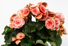 Beautiful Blooming Pink Begonia Elatior With Double Flowers And Dark Green Leaves, Close Up.