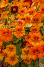 USA, Washington State, Sequim, Early Summer Blooming Nasturtiums