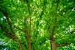© Wesley Walker/Tetra Images - Green tree branches