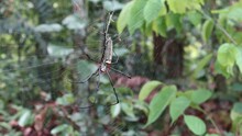 Side View Of A Female Giant Golden Silk Orb Weaver Spider And Two Male Spider In A Spider Web