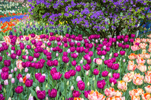 USA, Washington State, Skagit, Western Washington Springtime Blooming Tulips, Grape Hyacinth