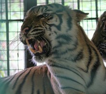 Close Tight Shot Of A Tiger Snarling, With Teeth Bared