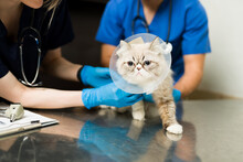 Adorable Sick Persian Cat With A Recovery Collar At The Vet Clinic