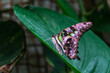 Green Spotted Triangle Butterfly (Graphium agamemnon)
