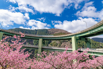 Wall Mural - 静岡県賀茂郡河津町　河津ループ橋と上条の河津桜