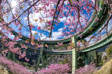 Wall Mural - 静岡県賀茂郡河津町　河津ループ橋と上条の河津桜