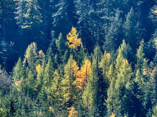 Sticker - USA, Washington State. Autumn color with yellow and green.