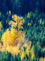 Sticker - USA, Washington State. Autumn color with yellow and green.