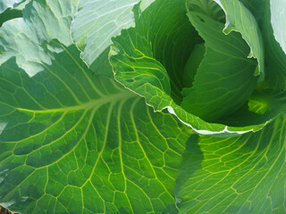 Wall Mural - Cabbage leaves close-up.