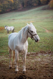 Fototapeta Konie - Horse standing alone  in a meadow
