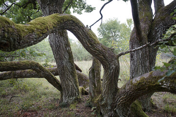 Wall Mural - View of old tree branches with moss in the forest